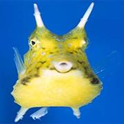 Longhorn Cowfish