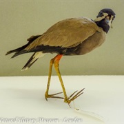 Javan Lapwing