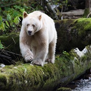 Spirit Bear