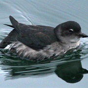 Cassin&#39;s Auklet