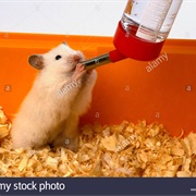 Hamster Water Bottle