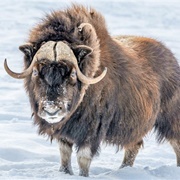 Quttinirpaaq National Park