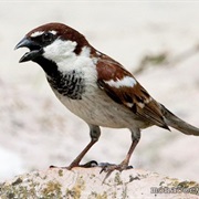 Italian Sparrow (Italy)