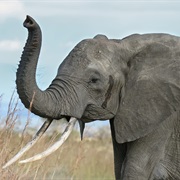 A Single Elephant Tooth Can Weigh as Much as 9 Pounds.