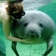 Swallow Caye Manatee Tour