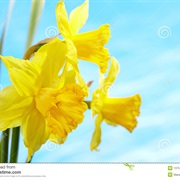 Daffodils