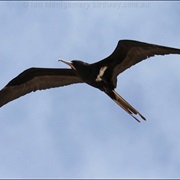 Lesser Frigatebird