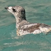 Kittlitz&#39;s Murrelet