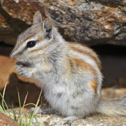 Alpine Chipmunk