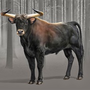 Aurochs