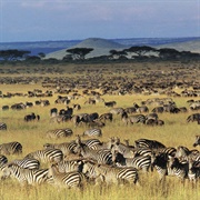 Serengeti National Park, Tanzania