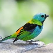 Tanager