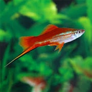 Swordtail