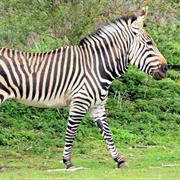 Mountain Zebra