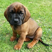 Bavarian Mountain Hound