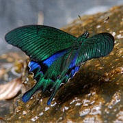 Sublime Swallowtail Butterfly