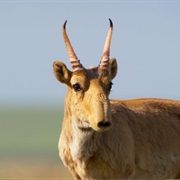 Saiga Antelope