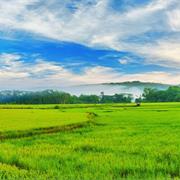 Walk Through a Paddy Field in Palakkad