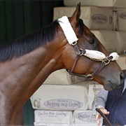 He Is a Thoroughbred Colt (Male) Bay - Dark Brown With Black Mane and Tail