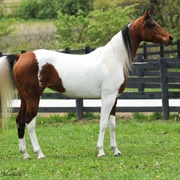 National Show Horse