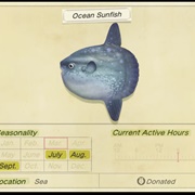 Ocean Sunfish