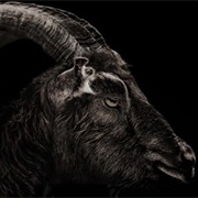 Black Phillip