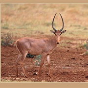 Hirola