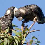 Carnaby&#39;s Black Cockatoo