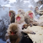 Yudanaka Monkey Park, Japan