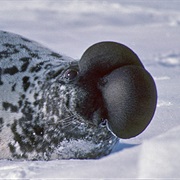 Hooded Seal