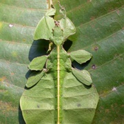 Leaf Insect