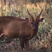 Giant Muntjac