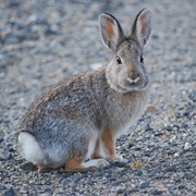 Mountain Cottontail Rabbit (Nuttall&#39;s)