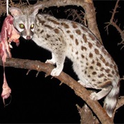 King Genet