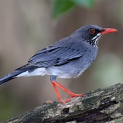 Red-Legged Thrush