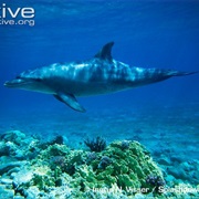 Indian Ocean Bottlenose Dolphin