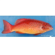 Spotted Coral Grouper / Bar Cheek Coral Trout