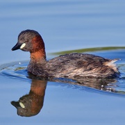 Little Grebe