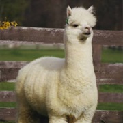 Alpaca