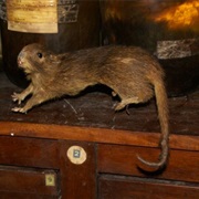 Dwarf Hutia (Possibly Extinct)