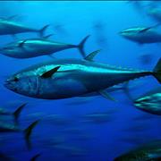 Bluefin Tuna