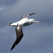 A Soaring Tristan Albatross
