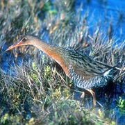 Ridgway&#39;s Rail