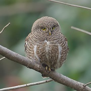 Asian Barred Owlet (Glaucidium Cuculoides)