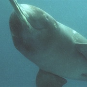 Ganges River Dolphin