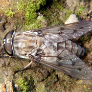 Horse-Fly