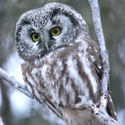 Boreal Owl