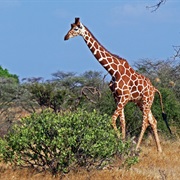 Reticulated Giraffe