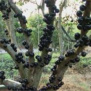 Jabuticaba