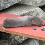 Northern Short-Tailed Shrew